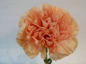OEILLET PAREO abricot 55
